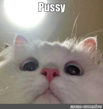 funny pussy pic